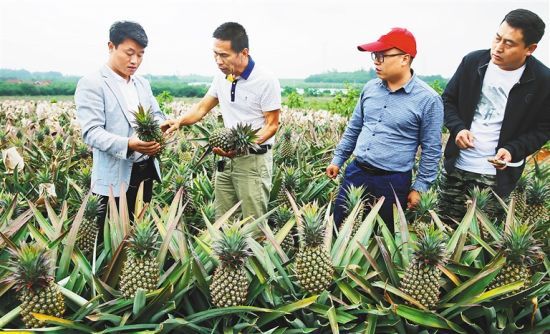 　4月17日，位于澄邁金江鎮(zhèn)美亭地區(qū)的海南苗力農(nóng)業(yè)科技有限公司那利農(nóng)場(chǎng)，工作人員正在察看鳳梨成熟度。本報(bào)記者 蘇曉杰 攝