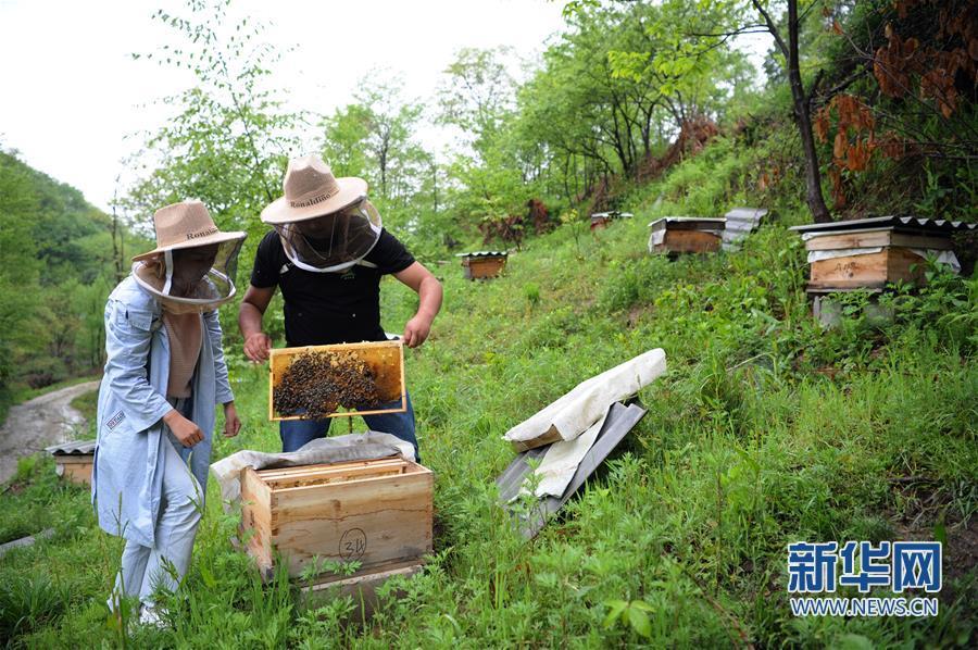 4月24日，漢中山里人家生態(tài)農(nóng)業(yè)開(kāi)發(fā)有限公司的工作人員在接官亭鎮(zhèn)中蜂養(yǎng)殖基地內(nèi)放養(yǎng)蜜蜂。新華社發(fā) （張博文 攝）