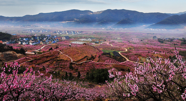 胡陈东山桃园美景胜收