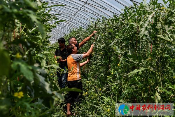 潼关：西瓜大棚里洋溢脱贫新活力 (3)
