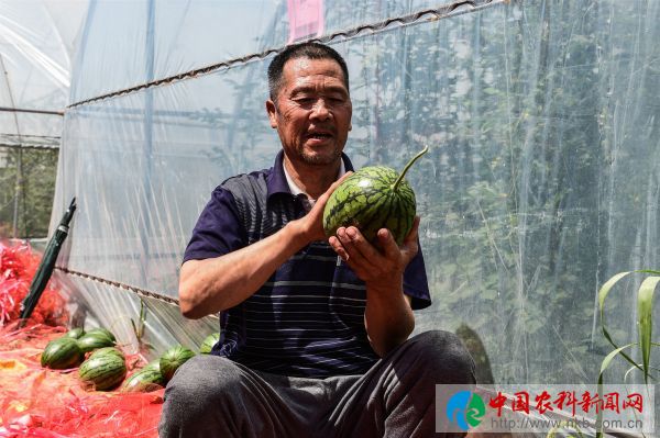 潼关：西瓜大棚里洋溢脱贫新活力 (8)