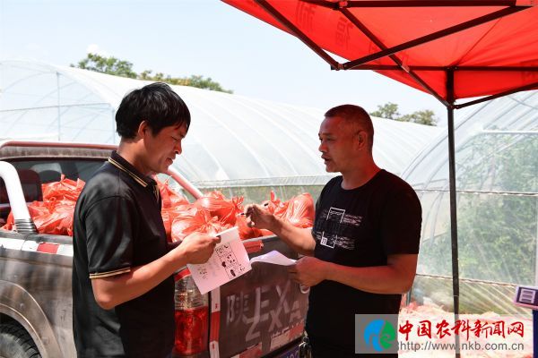 潼关：西瓜大棚里洋溢脱贫新活力 (9)