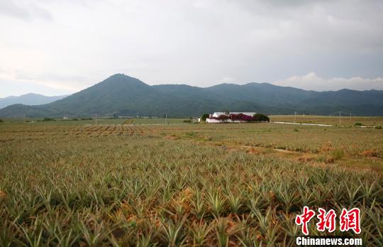 成片金菠蘿生產(chǎn)示范基地。 王曉斌 攝