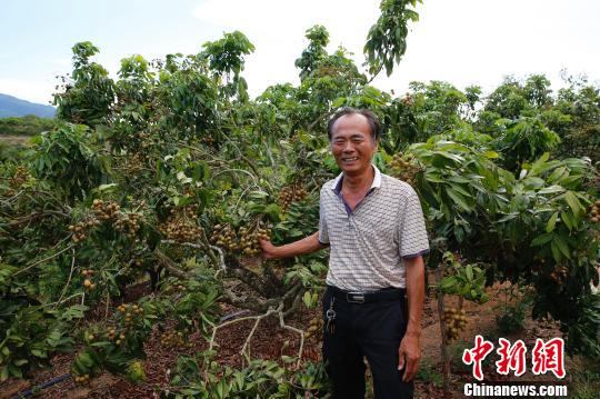 龍眼樹是海南福報(bào)農(nóng)場(chǎng)退休職工唐文貴名副其實(shí)的“搖錢樹”。 王曉斌 攝