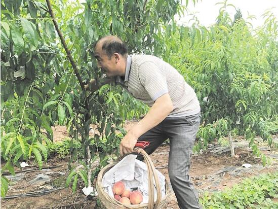 水蜜桃不愁賣，果農(nóng)已開始采摘尾果。