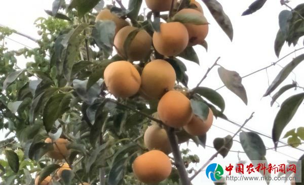微信图片_20180716073726