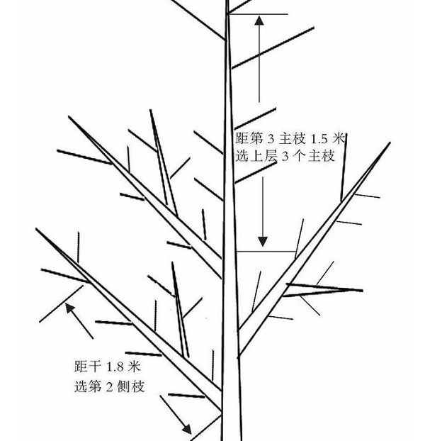 蘋果改良主干疏層形整形修剪技術(shù)