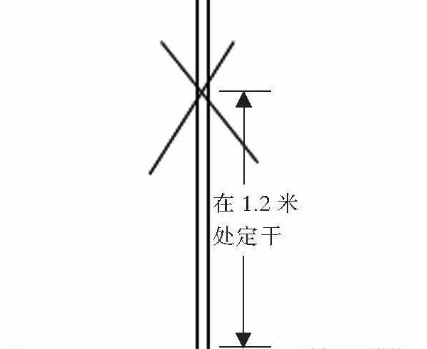 蘋果改良主干疏層形整形修剪技術(shù)