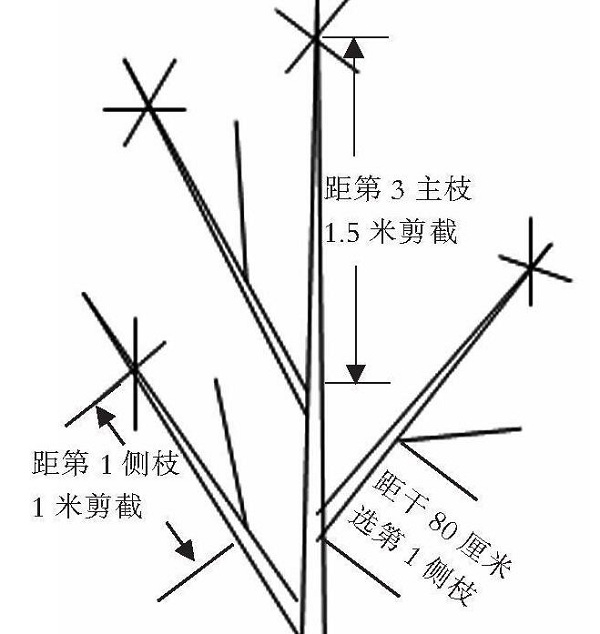 蘋果改良主干疏層形整形修剪技術(shù)