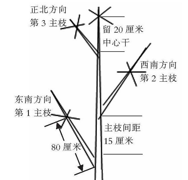 蘋果改良主干疏層形整形修剪技術(shù)