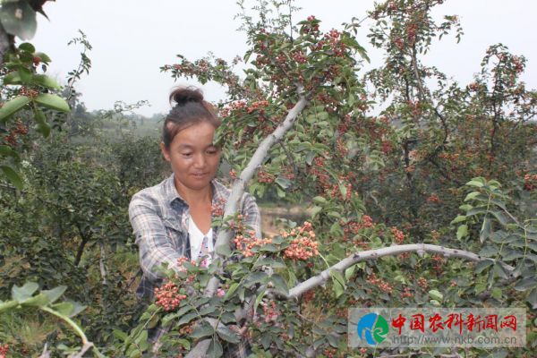 图片1