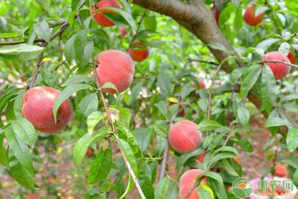 果樹(shù)混栽