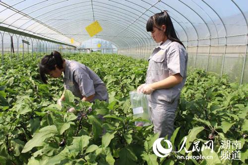 岳陽君山區(qū)：產(chǎn)、管、服并舉 “產(chǎn)地君山”成為安全標識