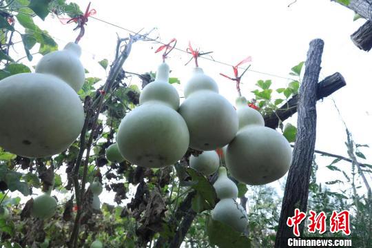 “年葫芦管理的好，长势也好，亩产500多个。”庞建云说。　杨建伟 摄