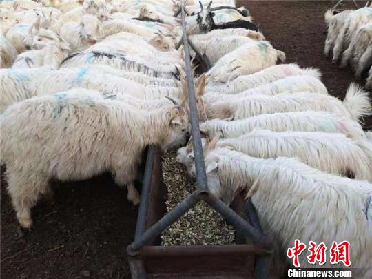 据统计，今年合作社光出栏育肥羊就将达2000余只，社员预计户均增收8万元。　安媛杰 摄
