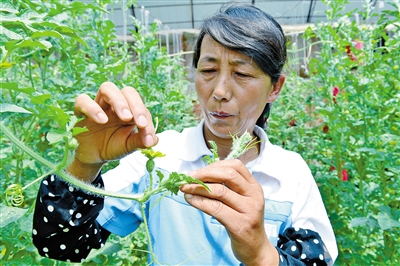 合作社技术员给吊瓜人工授粉