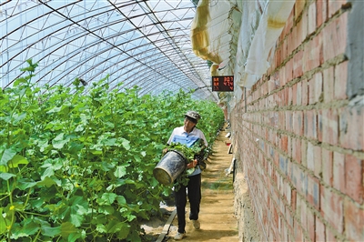 新建的温室大棚使蔬菜产量得以保证