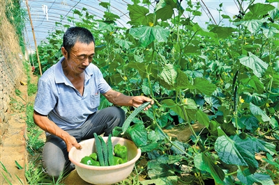郭钱换忙着采摘订单蔬菜