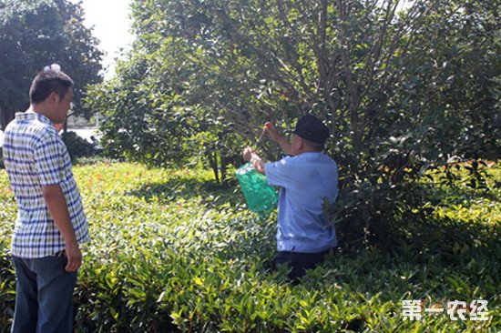 我國(guó)農(nóng)業(yè)用地生物防治面積超4億畝次