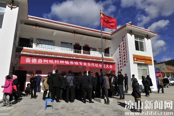 喜德县阿吼村种植养殖专业合作社分红现场热闹非凡。