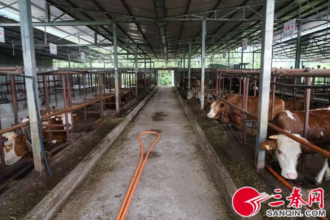 图为四川三溪农业发展有限公司西门塔尔肉牛养殖基地。