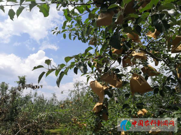 阳8jpg