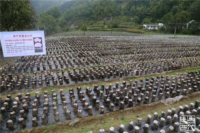 8.户家塬镇西沟村地栽木耳基地_副本