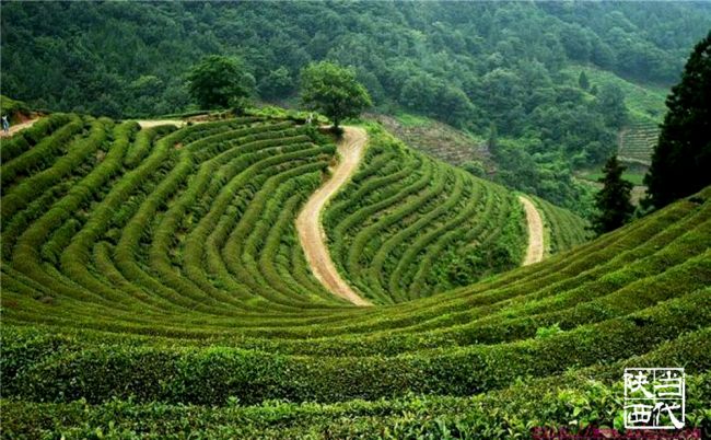 10.漫川关镇万福茶叶基地_副本