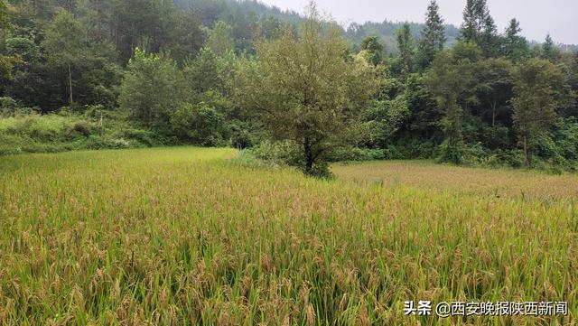 安康平利女媧山500畝原生態(tài)水稻喜迎豐收進(jìn)入收割季