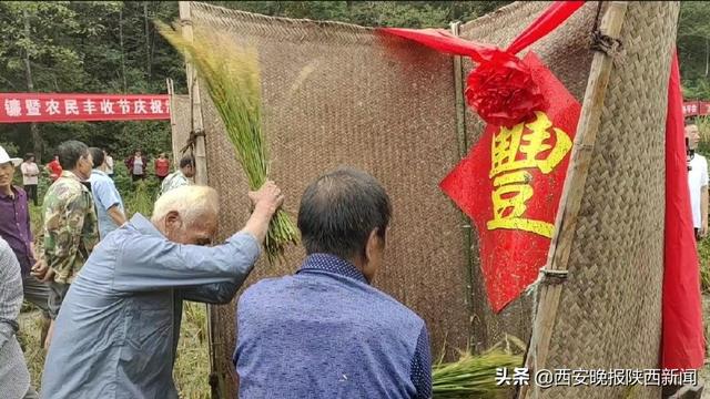 安康平利女媧山500畝原生態(tài)水稻喜迎豐收進(jìn)入收割季