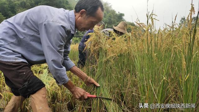 安康平利女媧山500畝原生態(tài)水稻喜迎豐收進(jìn)入收割季