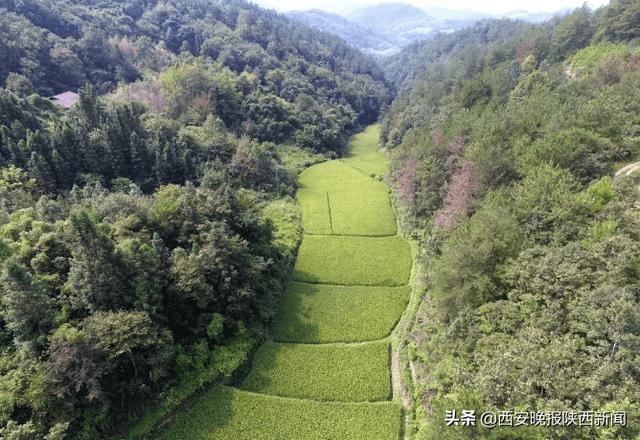 安康平利女媧山500畝原生態(tài)水稻喜迎豐收進(jìn)入收割季