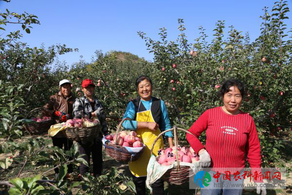 山地苹果大丰收。