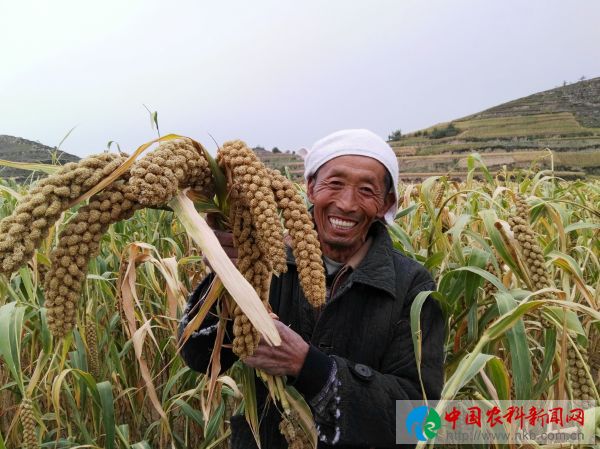 米脂县优质谷子喜获丰收，农民刘志周脸上露出喜悦的笑容。（王德朋摄）