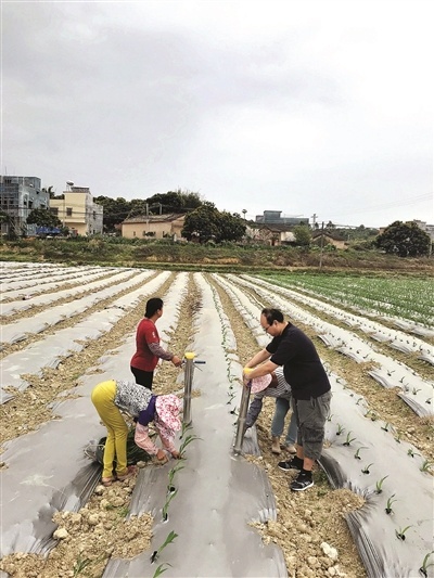 黃銘（右）和村民一起種植農(nóng)作物。 本報(bào)記者劉建威 攝 