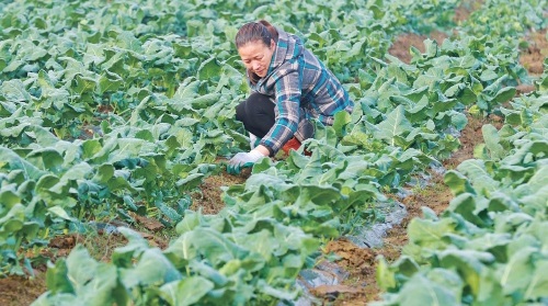 出口蔬菜田管忙