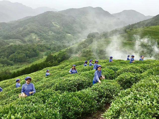 張為國：深耕20年 只為尋覓那一口醉人茶香