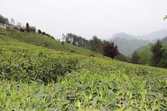 一片“小茶葉”成就一個“大產(chǎn)業(yè)”945