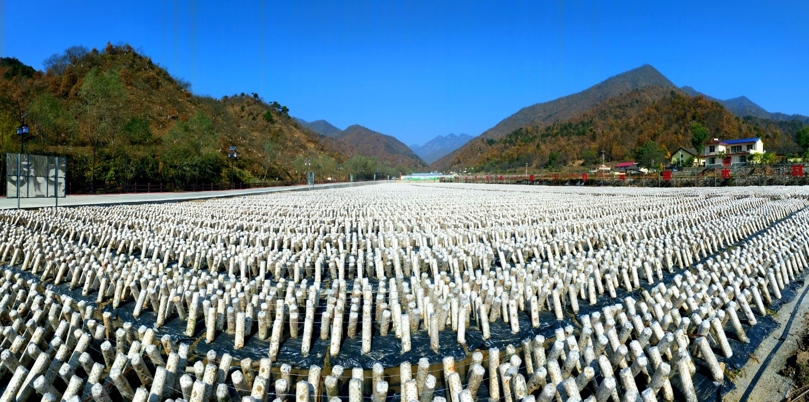 柞水縣下梁鎮(zhèn)西川木耳栽培基地_wps圖片.JPG