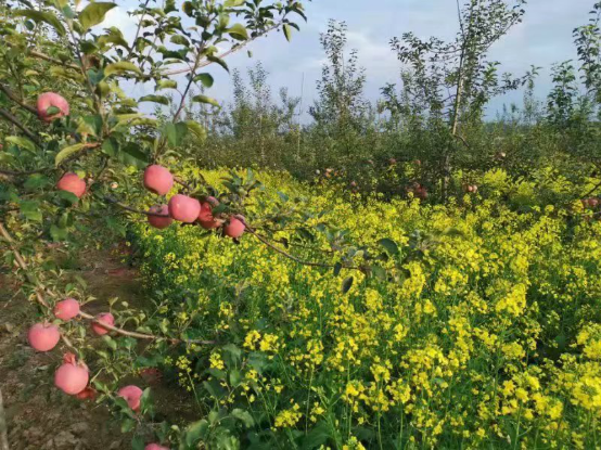 6-4-（定稿）聽(tīng)陜北果農(nóng)講油菜花和蘋果樹(shù)的故事(2)2439