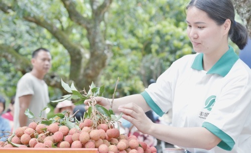 古老荔枝產(chǎn)業(yè)煥發(fā)魅力生機