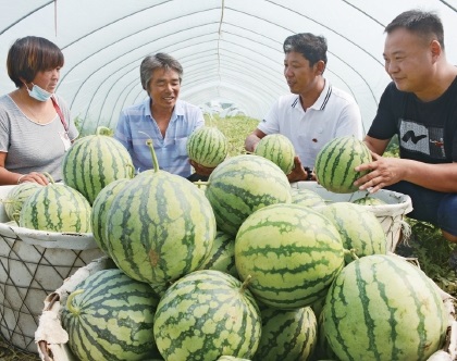 河南商水　“調(diào)”出產(chǎn)銷對路