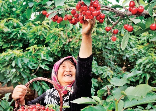 大連櫻桃別樣紅