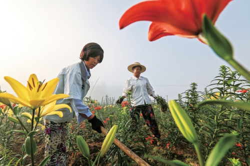 龍山百合分外香