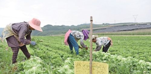 讓果更甜、菜更鮮、茶更香