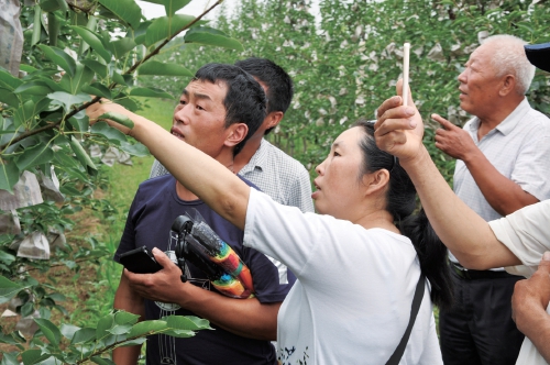 趙德英：扎根果園的巾幗科技特派員