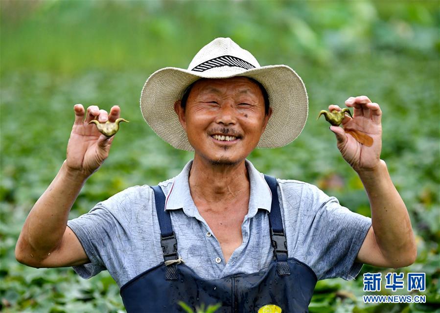 （社會(huì)）（4）河南光山：菱角滿塘采摘忙