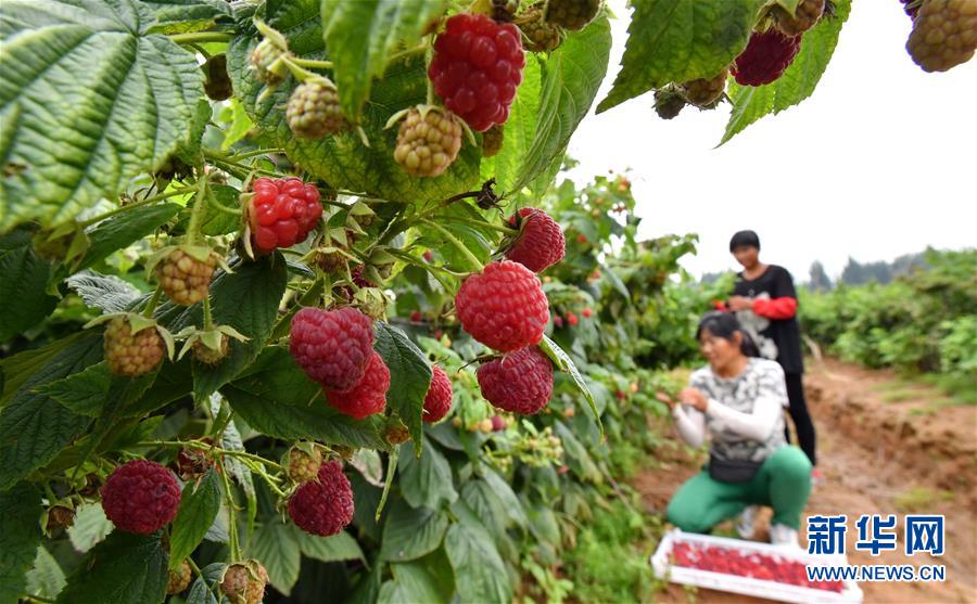 （經(jīng)濟(jì)）（1）河北遷安：特色種植促農(nóng)增收