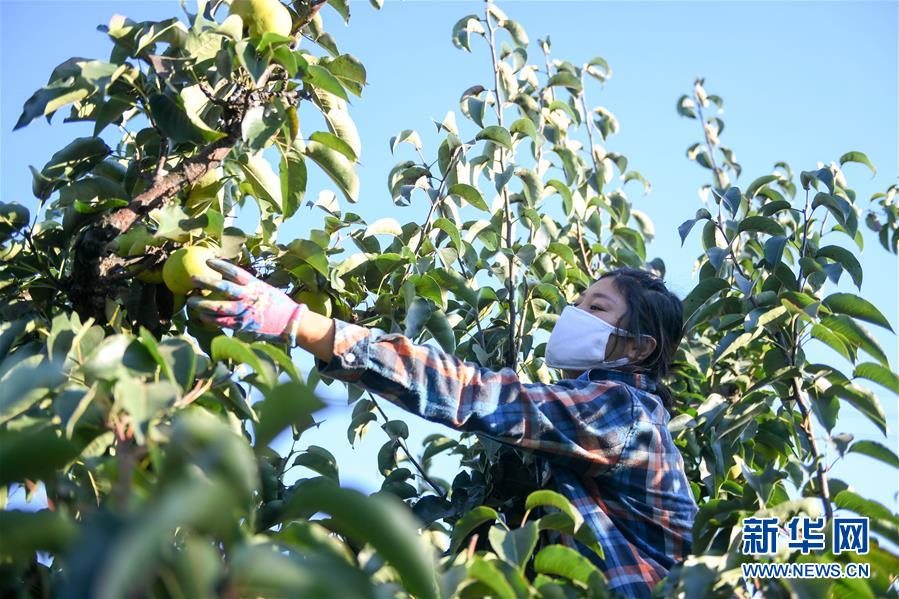 （經濟）（1）吉林延邊：蘋果梨迎來收獲季