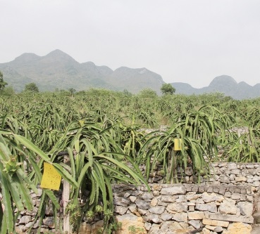 喀斯特山地上的“種植奇跡”